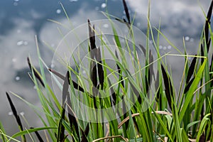 Carex acuta - found growing on the margins of rivers and lakes in the Palaearctic terrestrial ecoregions in beds of wet, alkaline