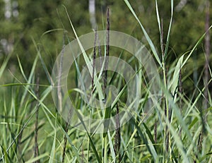 Carex acutiformis, the lesser pond-sedge