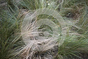 Carex albicans plants