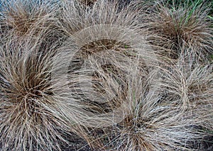 Carex comans bronze colored plants