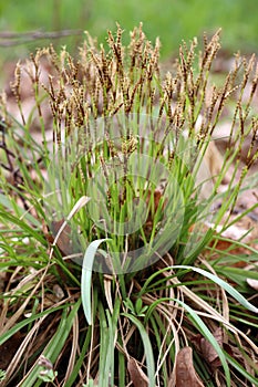 Carex digitata grows in the forest