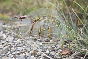 Carex flacca grass in bloom photo