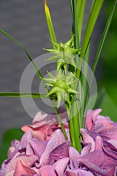 Carex grayi abstract flowering plant in full sun garden