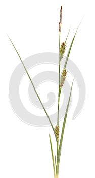 Carex hirta