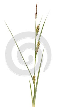 Carex hirta photo