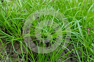 Carex muskingumensis, commonly called palm Muskingum sedge, small green grasses