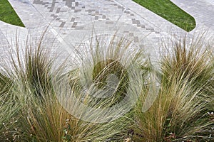 Carex, ornamental grass