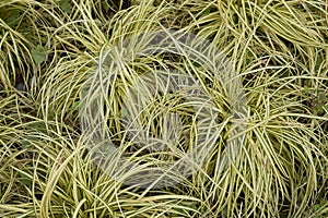 Carex oshimensis Evergold plants