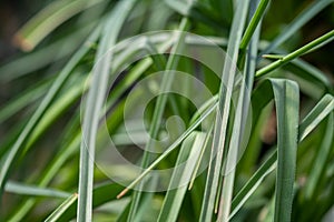 Carex pendula pendulous sedge also known as hanging, drooping photo