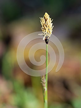 Carex pilosa perennial grass