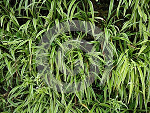 Carex siderosticta plants in the garden, top view