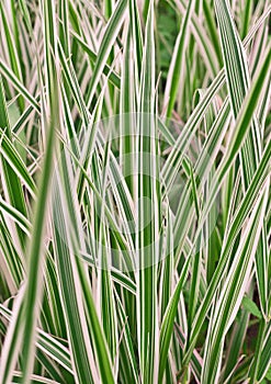 Carex variegata, grass