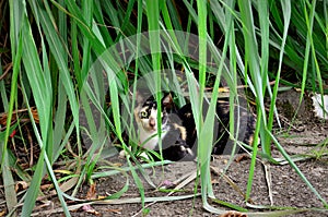 A carey kitten in the middle of the leaves of Cymbopogon citratus