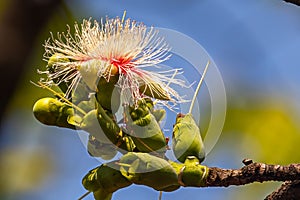 A Careya arborea flower blooming on tree photo