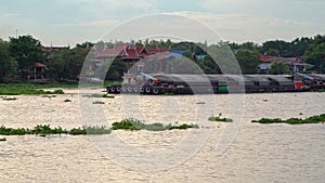 A cargo ship passing through on Chao Phraya River or sea with common water hyacinth plant in transportation concept, Thailand