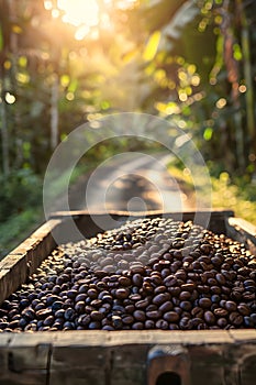 Cargo truck carrying coffee beans in a plantation with sunset.
