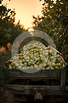 Cargo truck carrying green pear fruit in an orchard.
