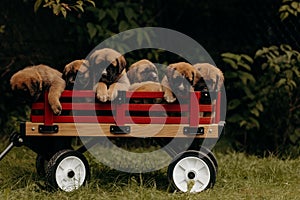 Cargo wagon containing multiple puppies, all of varying colors and breeds