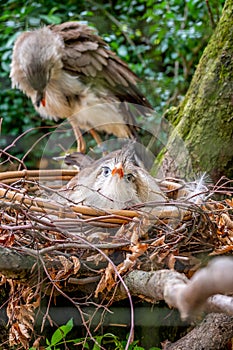 Cariama cristata bird is sitting on the nest