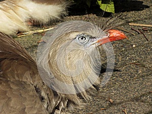 Cariama cristata, portrait of bird