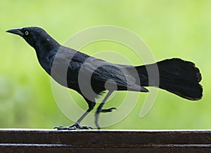 Carib grackle or Greater Antillean blackbird on green