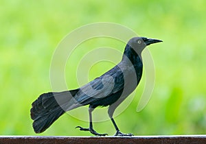 Carib grackle or Greater Antillean blackbird on green