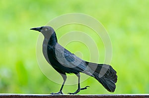 Carib grackle or Greater Antillean blackbird on green photo