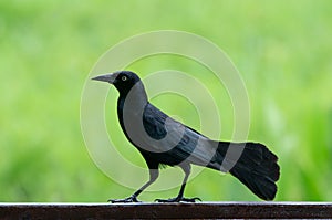 Carib grackle or Greater Antillean blackbird on green photo