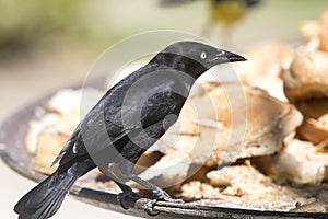 Carib Grackle - Quiscalus Lugubris