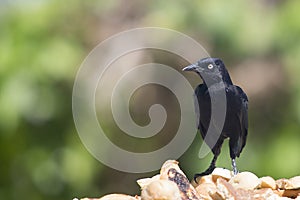 Carib Grackle - Quiscalus Lugubris