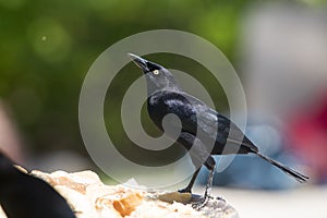 Carib Grackle - Quiscalus Lugubris