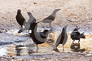 Carib Grackle photo