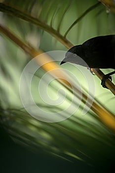 Carib Grackle sitting on palm tree in garden, Trinidad and Tobago, black bird perching on branch,colorful and beautiful background