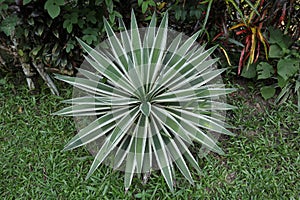 A Caribbean agave garden plant with thorns and white margins on leaves