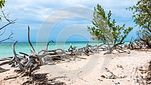 Caribbean beach of Cayo Jutias, Cuba. Wild nature with a tree on the beach.