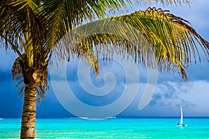 Caribbean Beach with Coconut Palm Trees and Clear Blue Sea. Pla