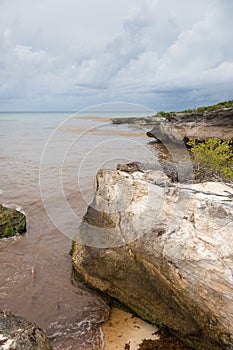 Caribbean beach full of sargassum seaweeds