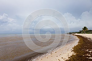 Caribbean beach full of sargassum seaweeds photo