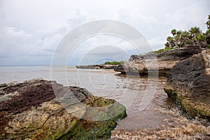 Caribbean beach full of sargassum seaweeds photo