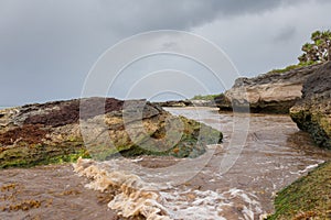 Caribbean beach full of sargassum seaweeds photo