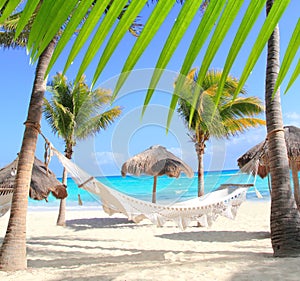 Caribbean beach hammock and palm trees