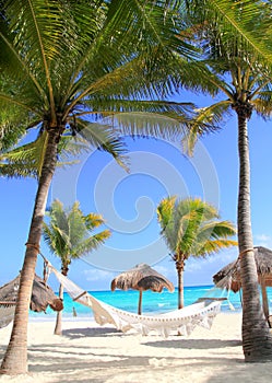 Caribbean beach hammock and palm trees