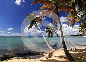 Caribbean beach with a lot of palms