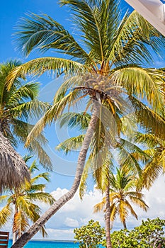 Caribbean beach with a lot of palms and white sand, Dominican Re