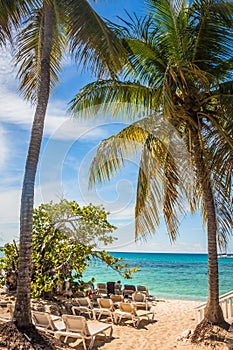 Caribbean beach with a lot of palms and white sand, Dominican Republic. Sunny warm day at the sea under palm trees. Sun loungers