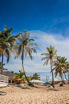 Caribbean beach with a lot of palms and white sand, Dominican Republic. Sunny warm day at the sea under palm trees. Sun loungers