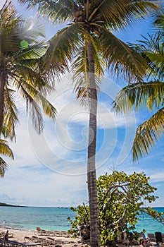 Caribbean beach with a lot of palms and white sand, Dominican Republic. Sunny warm day at the sea under palm trees. Sun loungers