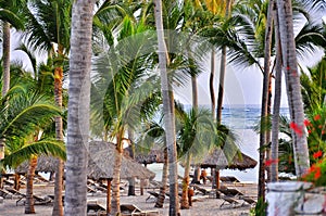 Caribbean beach with a lot of palms and white sand