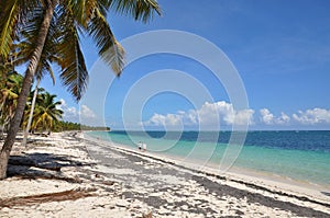 Caribbean beach with a lot of palms and white sand