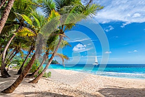 Caribbean beach with palm and a sailing boat in the turquoise sea